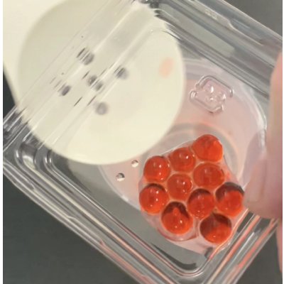 画像3: 62人工イクラ & 光るクラゲ・キット 理科 化学 STEM教育 実験キット＜お知らせ＞自由研究に最適！実験くんガイドブック最新版（税込550円）を商品お買上げの皆様にもれなくプレゼントいたします。