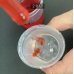 画像5: 62人工イクラ & 光るクラゲ・キット 理科 化学 STEM教育 実験キット＜お知らせ＞自由研究に最適！実験くんガイドブック最新版（税込550円）を商品お買上げの皆様にもれなくプレゼントいたします。