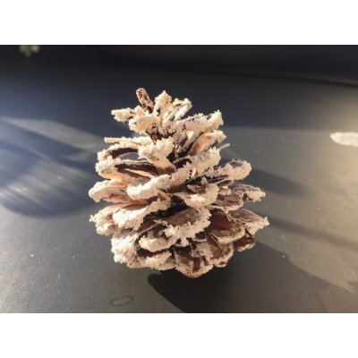 画像8: 70雪の結晶キット 美しい 尿素の結晶化を体験する 理科 化学 STEM教育＜お知らせ＞自由研究に最適！実験くんガイドブック最新版（税込550円）を商品お買上げの皆様にもれなくプレゼントいたします。