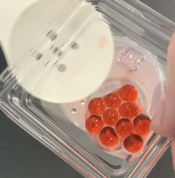 画像3: 62人工イクラ & 光るクラゲ・キット 理科 化学 STEM教育 実験キット<お知らせ>自由研究に最適!実験くんガイドブック最新版(税込550円)を商品お買上げの皆様にもれなくプレゼントいたします。 (3)