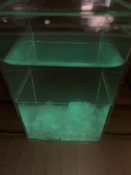 画像4: 62人工イクラ & 光るクラゲ・キット 理科 化学 STEM教育 実験キット<お知らせ>自由研究に最適!実験くんガイドブック最新版(税込550円)を商品お買上げの皆様にもれなくプレゼントいたします。 (4)