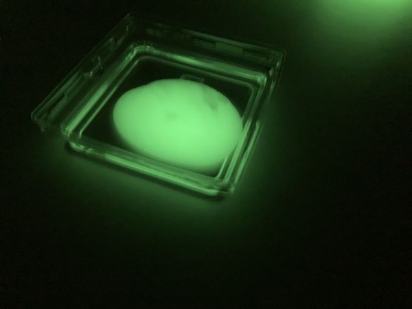 画像8: 62人工イクラ & 光るクラゲ・キット 理科 化学 STEM教育 実験キット<お知らせ>自由研究に最適!実験くんガイドブック最新版(税込550円)を商品お買上げの皆様にもれなくプレゼントいたします。 (8)