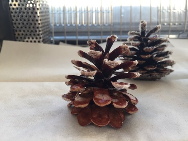 画像7: 70雪の結晶キット 美しい 尿素の結晶化を体験する 理科 化学 STEM教育<お知らせ>自由研究に最適!実験くんガイドブック最新版(税込550円)を商品お買上げの皆様にもれなくプレゼントいたします。 (7)