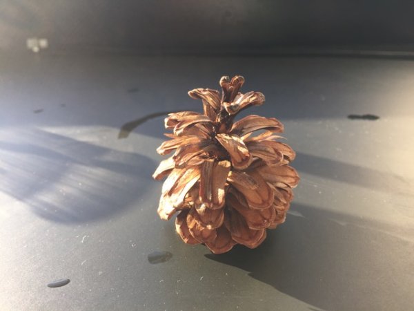 画像6: 70雪の結晶キット 美しい 尿素の結晶化を体験する 理科 化学 STEM教育<お知らせ>自由研究に最適!実験くんガイドブック最新版(税込550円)を商品お買上げの皆様にもれなくプレゼントいたします。 (6)