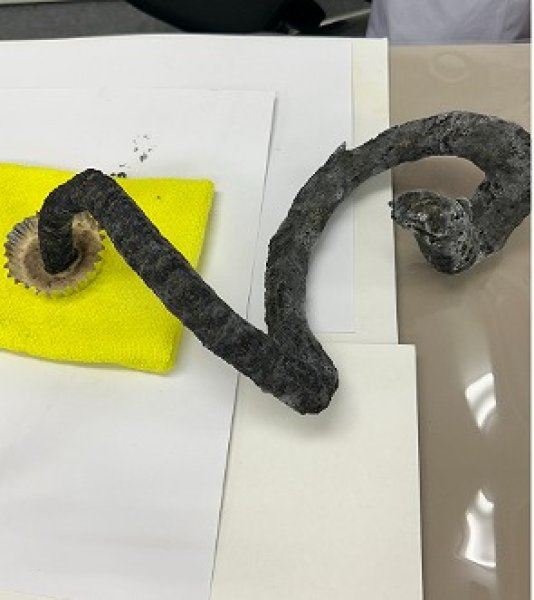 画像5: 202 実験くん ヘビ玉花火キット 異色の花火・ヘビ玉の原理を知る 重曹の助燃効果を体験する STE教育 化学を遊ぶ。<お知らせ>自由研究に最適!実験くんガイドブック最新版(税込550円)を商品お買上げの皆様にもれなくプレゼントいたします。 (5)